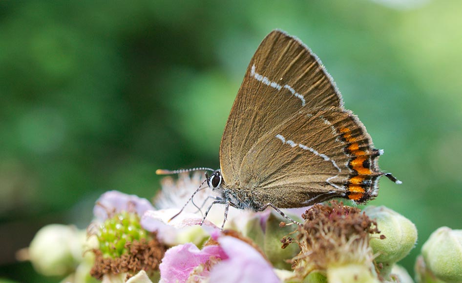 Rare butterfly spotted 